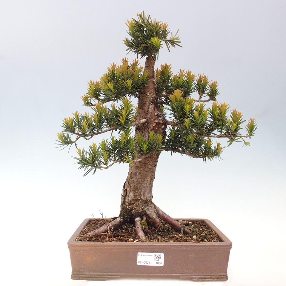 Bonsai im Freien - Taxus cuspidata - Japanische Eibe