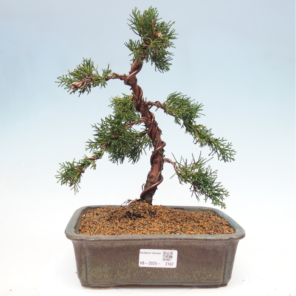Outdoor-Bonsai - Juniperus chinensis Kishu - Chinesischer Wacholder