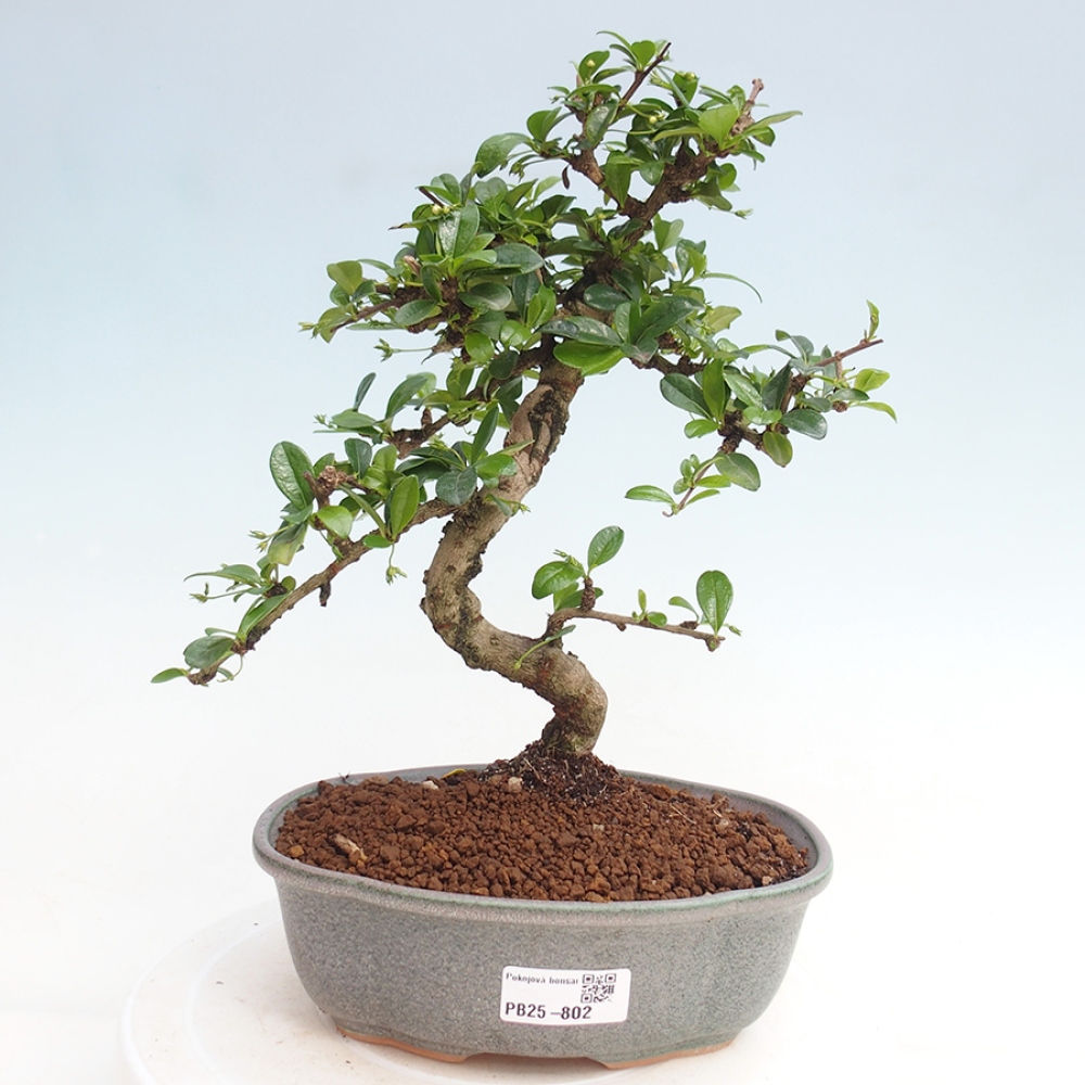 Zimmer Bonsai - Carmona macrophylla - Tea Fuki