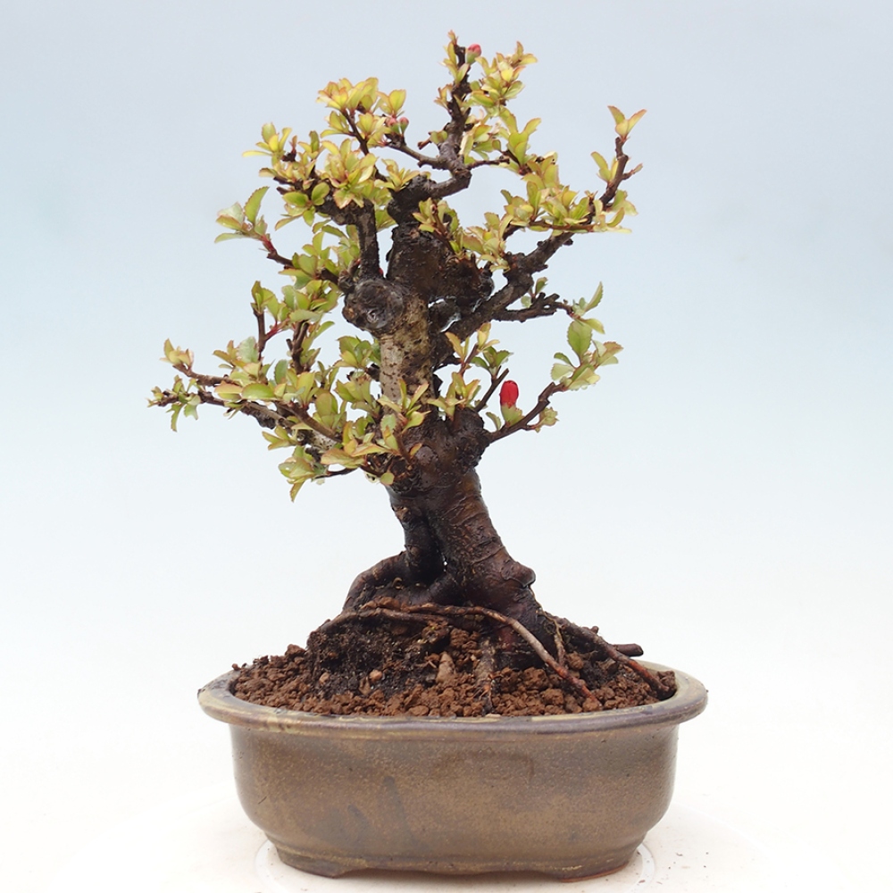 Bonsai für draußen - Chaneomeles speciosa - Quitte