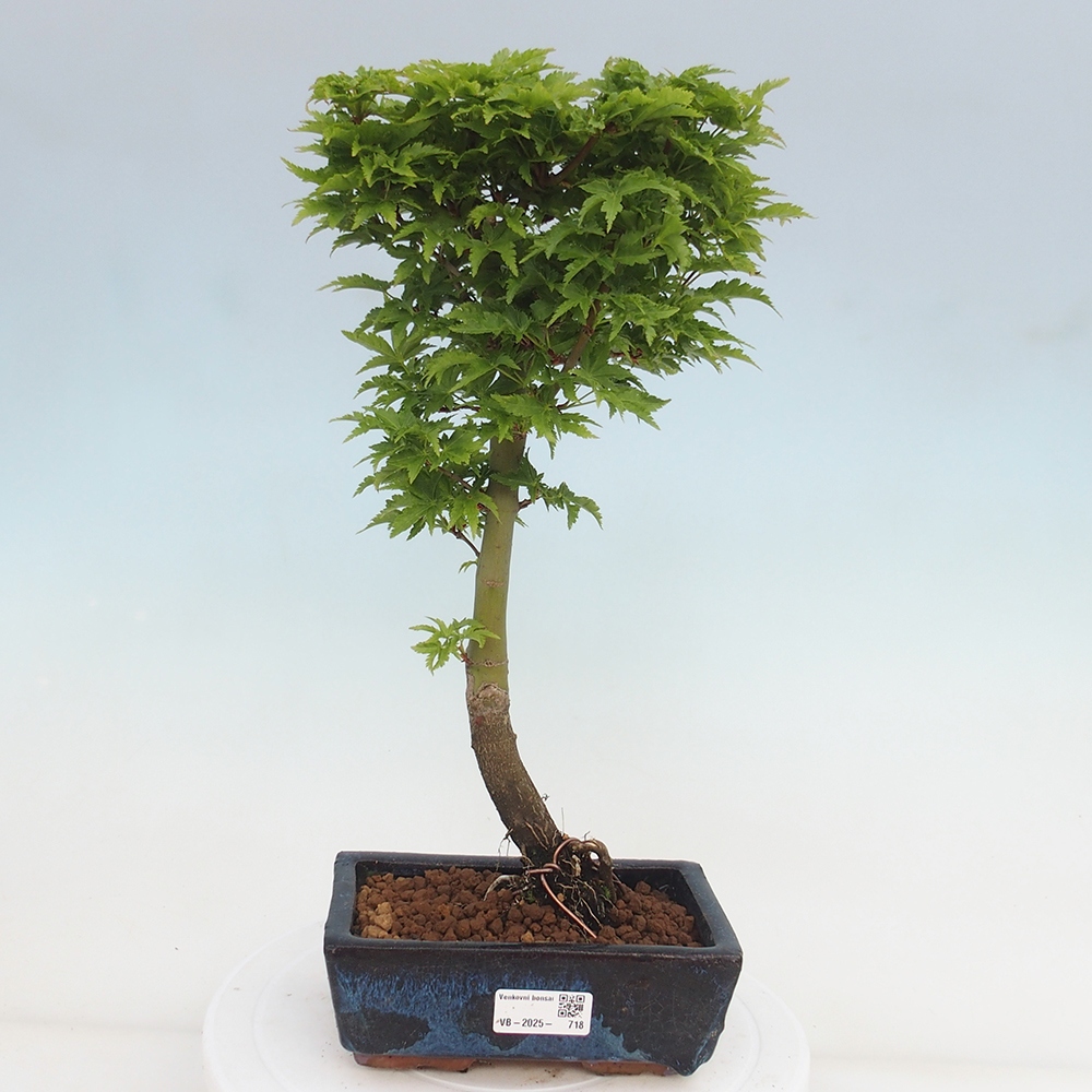 Bonsai im Freien - Acer palmatum Shishigashira-Ahorn