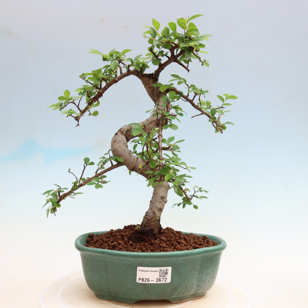 Zimmerbonsai - Ulmus parvifolia - Kleinblättrige Ulme