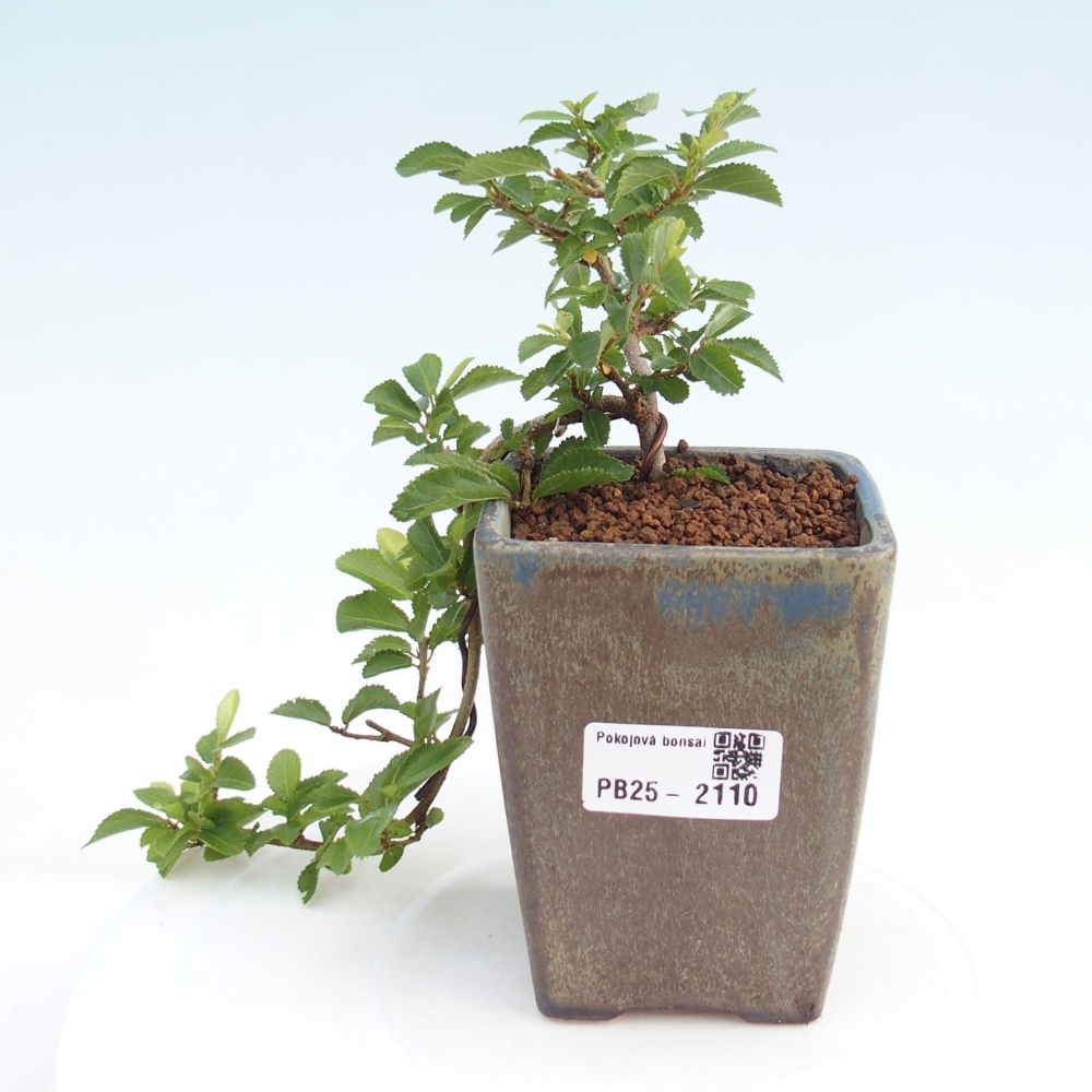 Zimmerbonsai - Grewia occidentalis - Lavendelstern