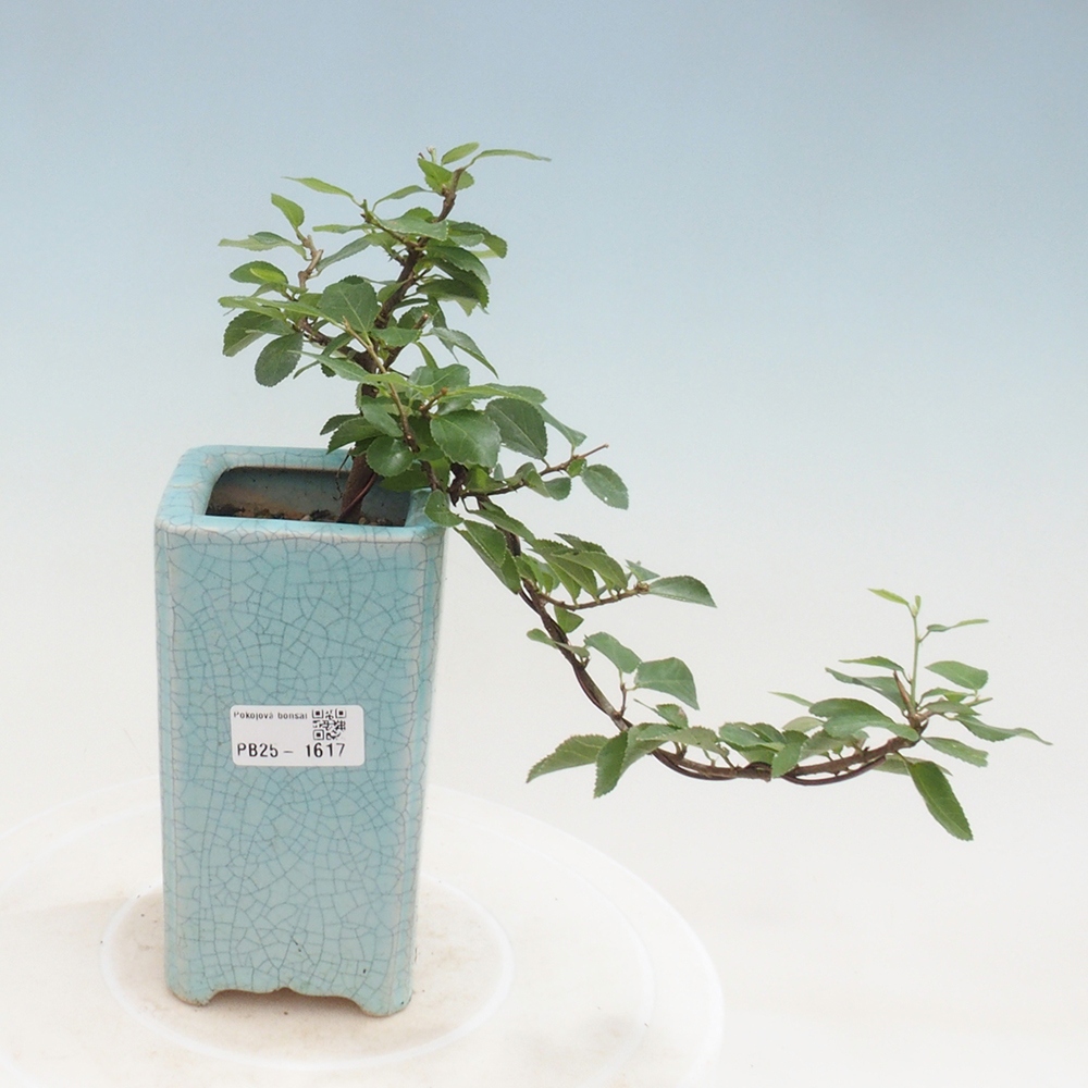 Zimmerbonsai - Grewia occidentalis - Lavendelstern