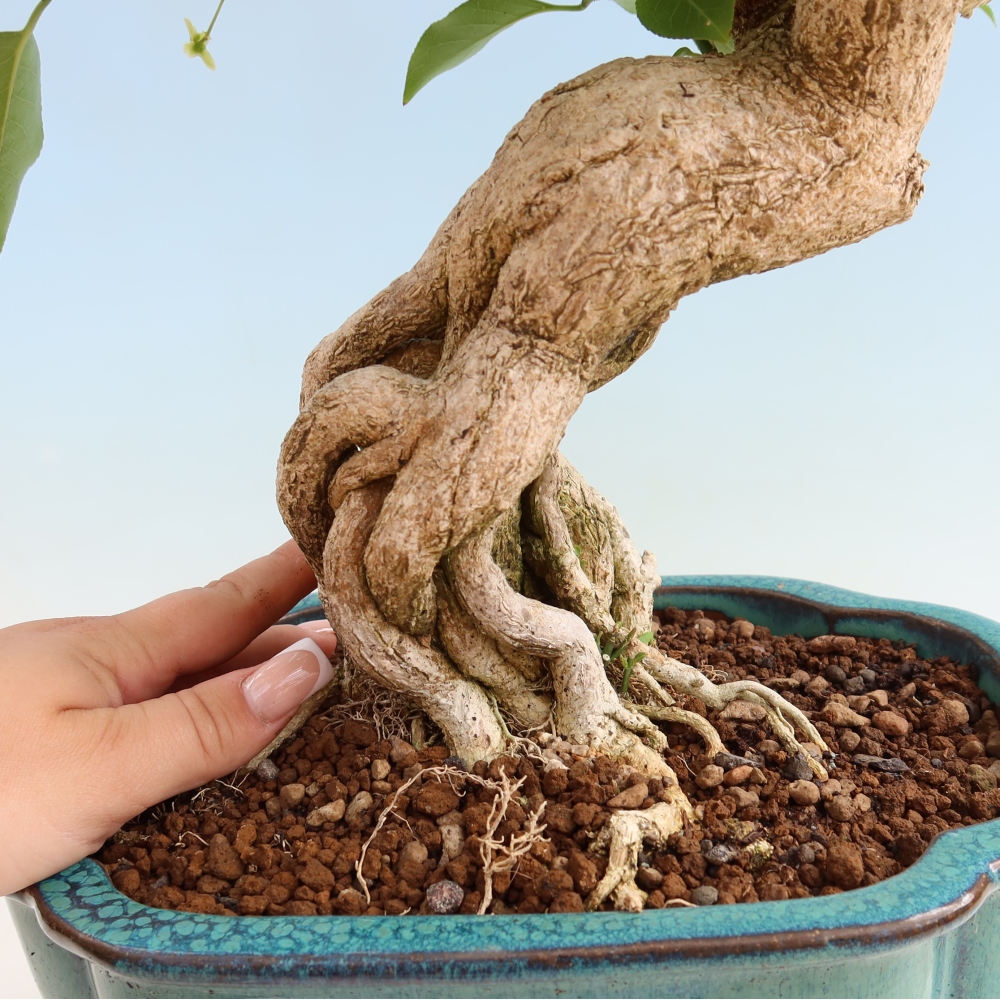Bonsai für draußen - Europäische Ulme - euonimus