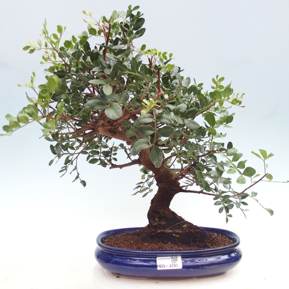 Zimmer Bonsai - Pistazie