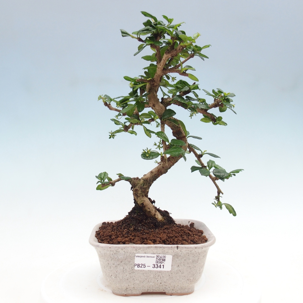 Zimmerbonsai - Carmona Macrophylla - Fuki-Tee