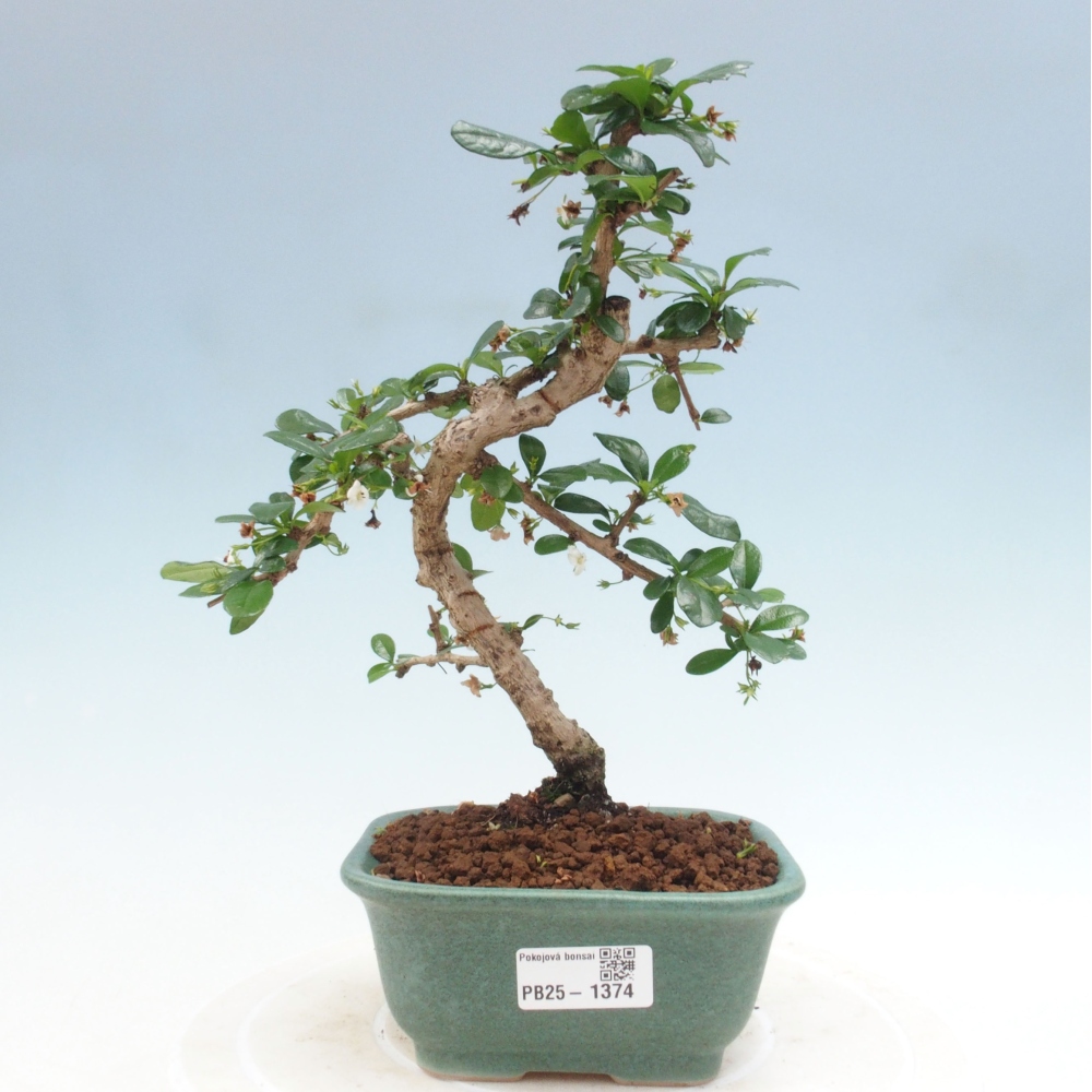 Zimmerbonsai - Carmona Macrophylla - Fuki-Tee