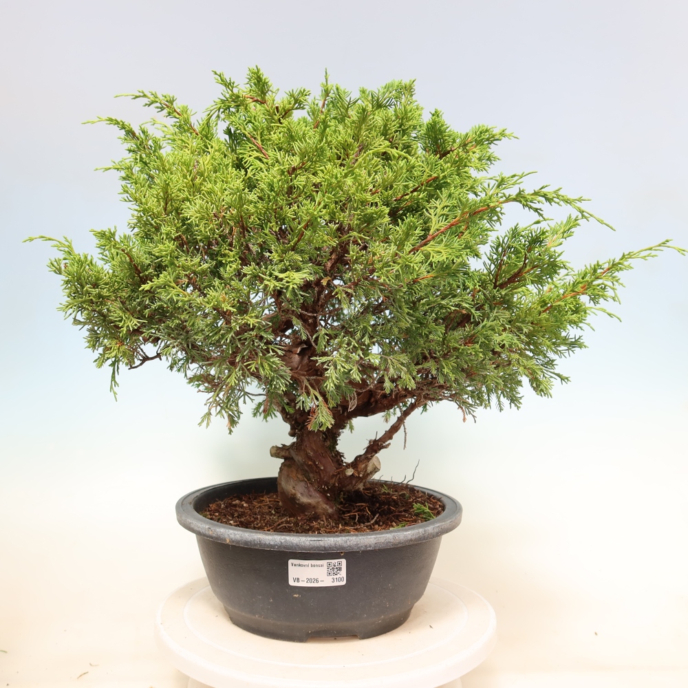Bonsai für draußen - Juniperus chinensis Itoigawa-Juniperus chinensis