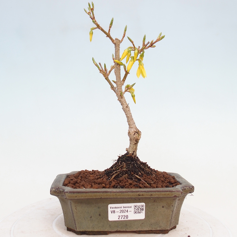 Bonsai im Freien - Forsythie - Forsythia intermedia 