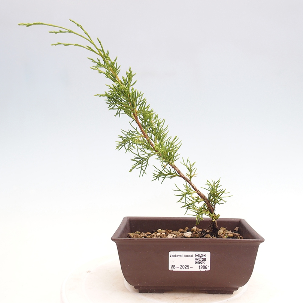 Outdoor bonsai - Juniperus chinensis Itoigawa - Chinese juniper