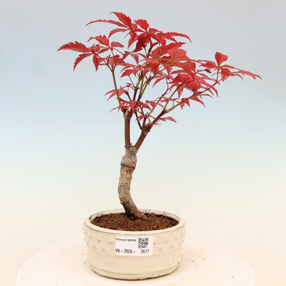 Bonsai für draußen - Acer-Palme. Atropurpureum-Javor palmate