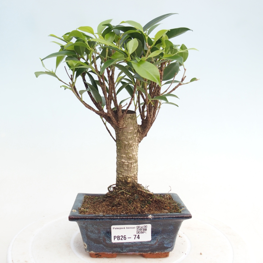 Zimmer Bonsai Ficus retusa kimmen