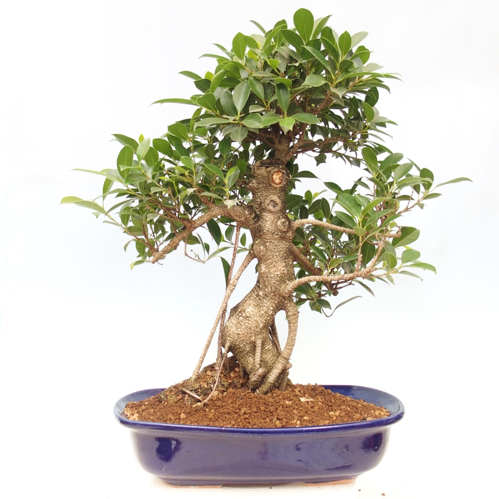 Zimmerbonsai - Ficus kimmen - kleinblättriger Ficus - NUR PERSÖNLICHE ABHOLUNG oder Palettentransport