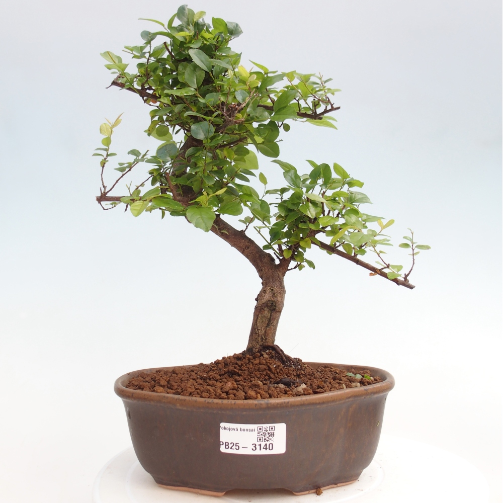 Zimmerbonsai - Sagerécie thea - Sagerécie thea