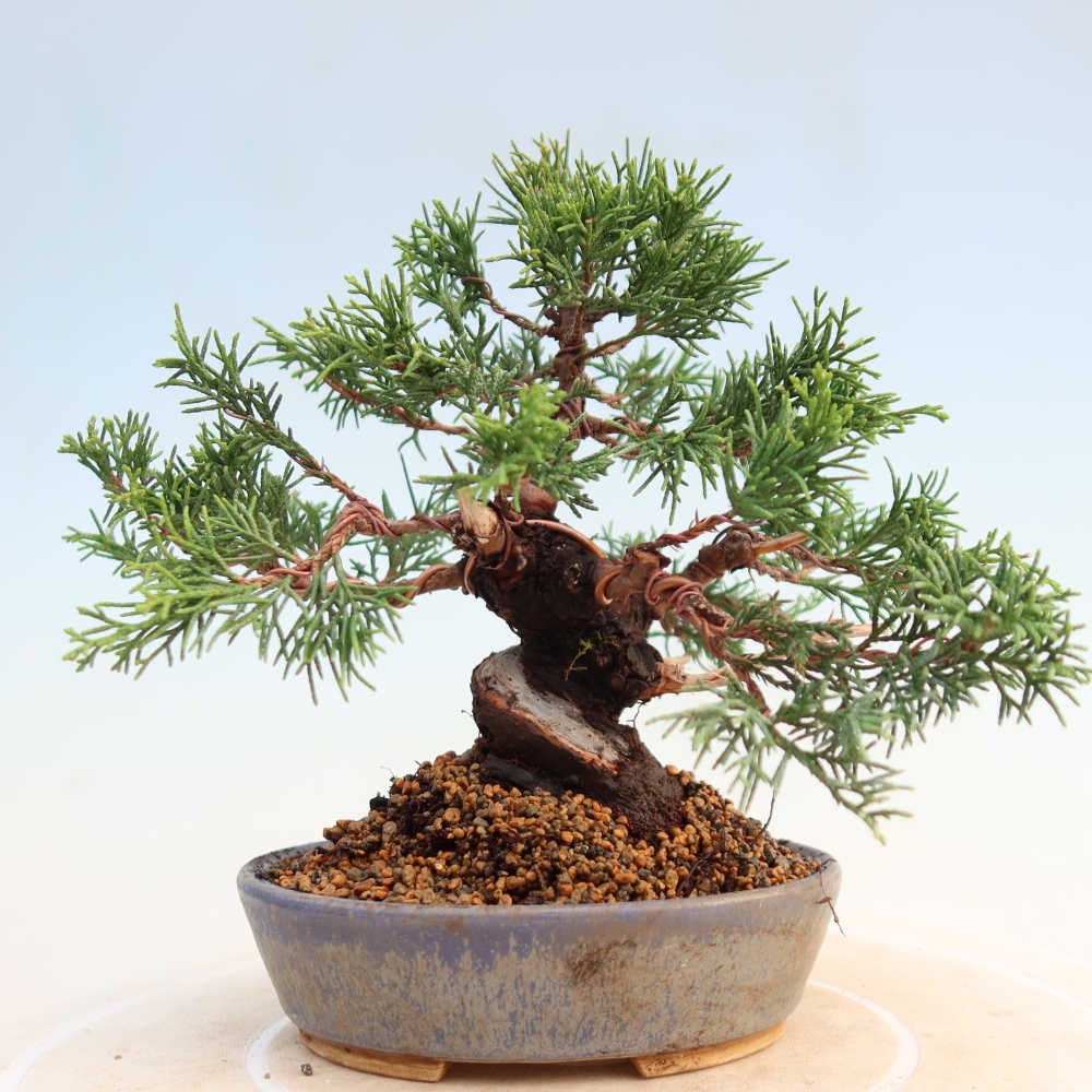 Outdoor bonsai - Juniperus chinensis Itoigawa - Chinese juniper