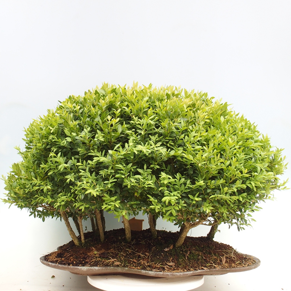 Outdoor-Bonsai - Buxus sempervirens - Buchsbaum