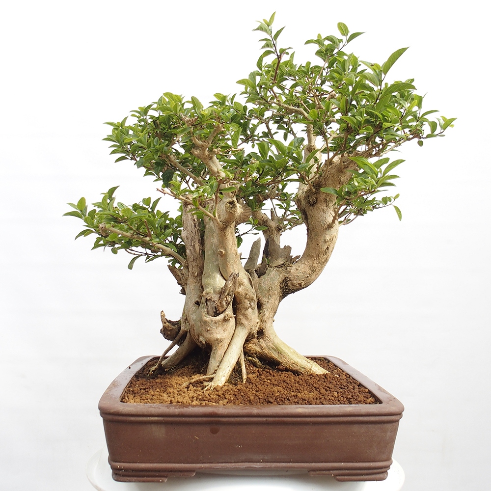 Zimmerbonsai - Premna serratifolia - Kozlovon kleinblättrig