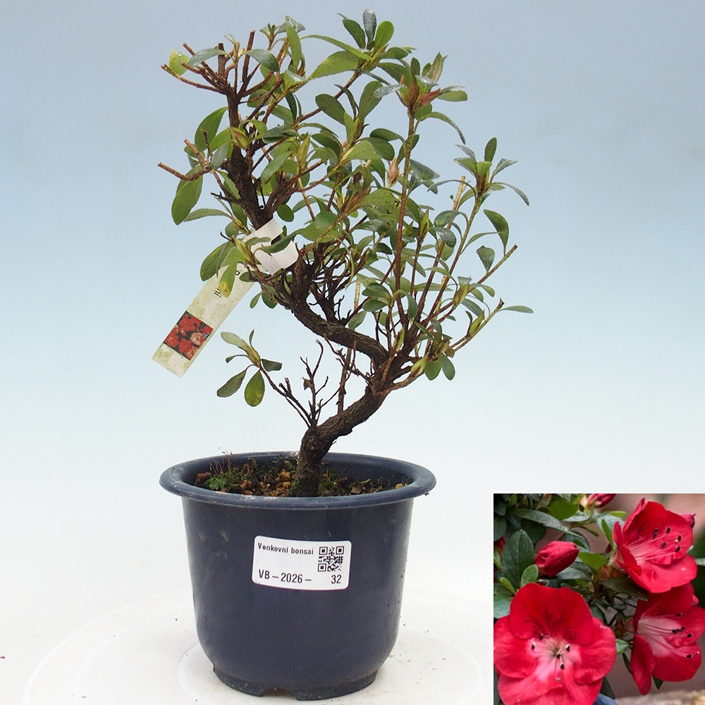 Bonsai für draußen - Japanische Azalee - Azalea Benibeni