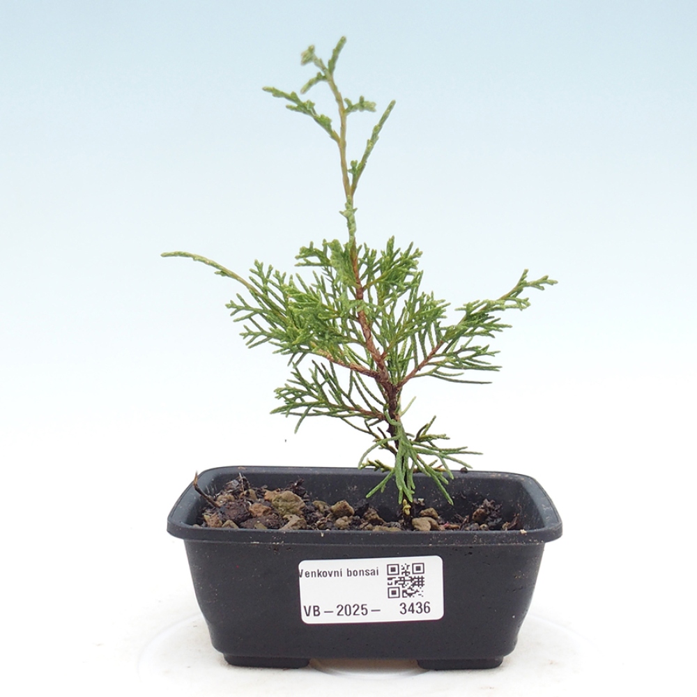Bonsai für draußen - Juniperus chinensis Itoigawa