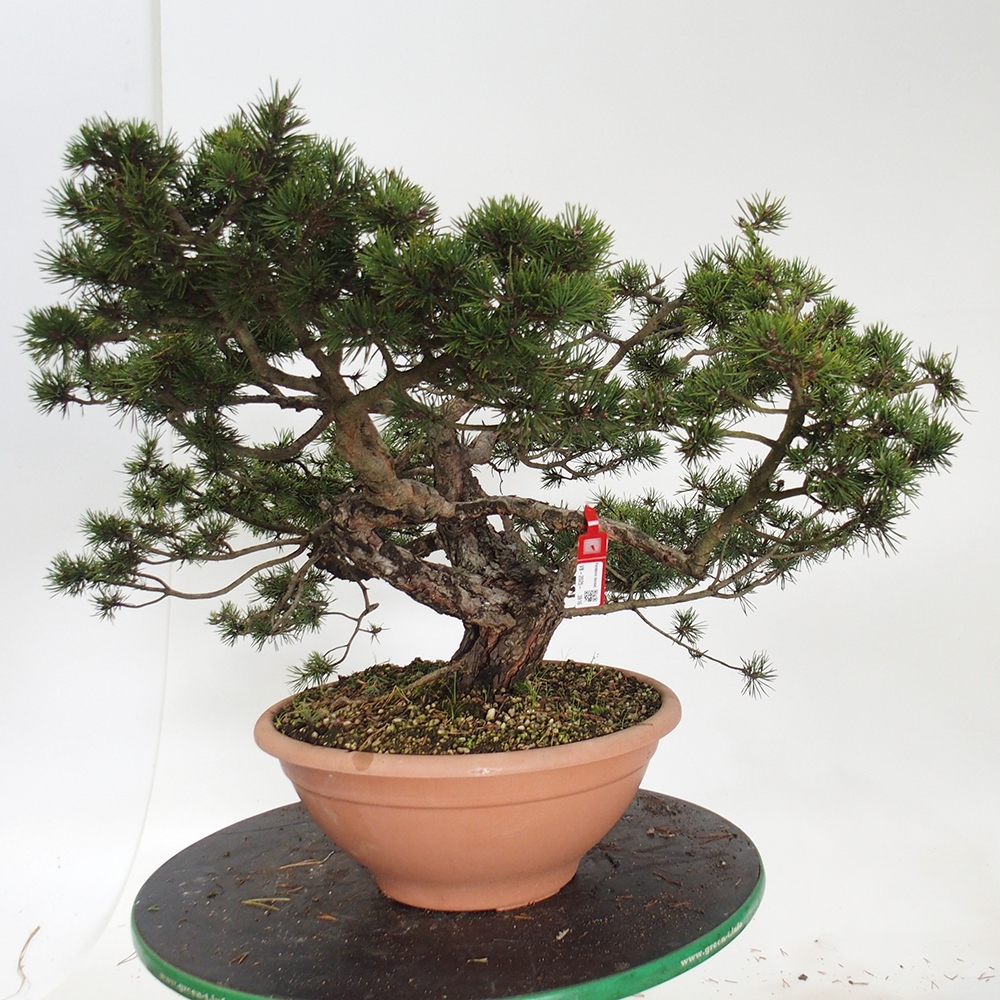 Yamadori - Pinus sylvestris Spanien