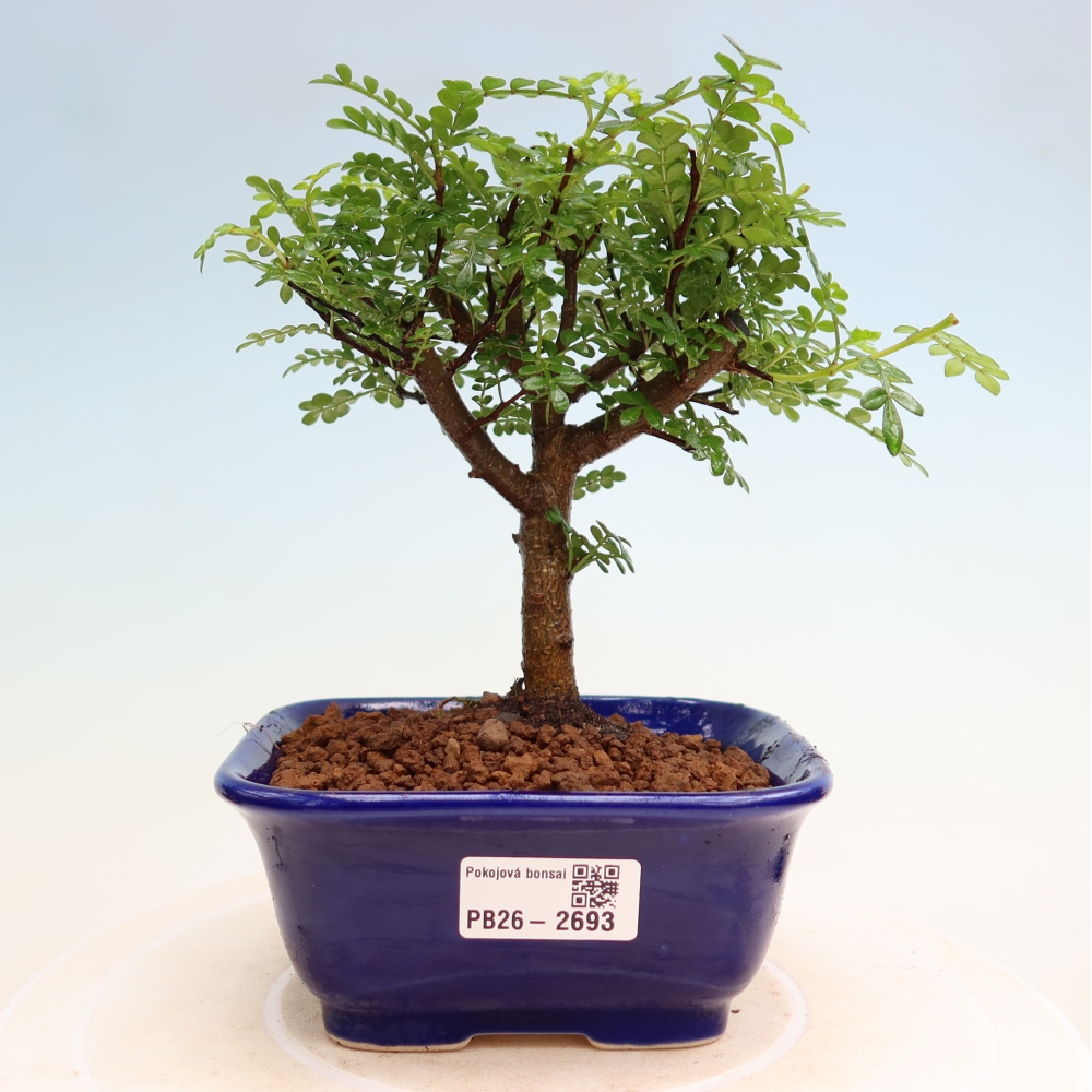 Zimmer Bonsai - Zantoxylum piperitum - Pfefferbaum