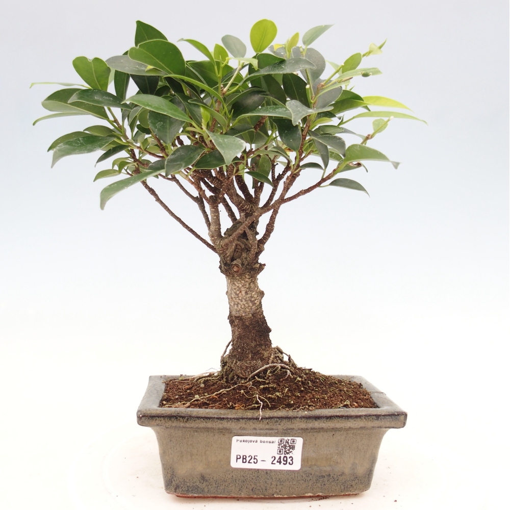 Zimmerbonsai - Ficus retusa - kleinblättriger Ficus