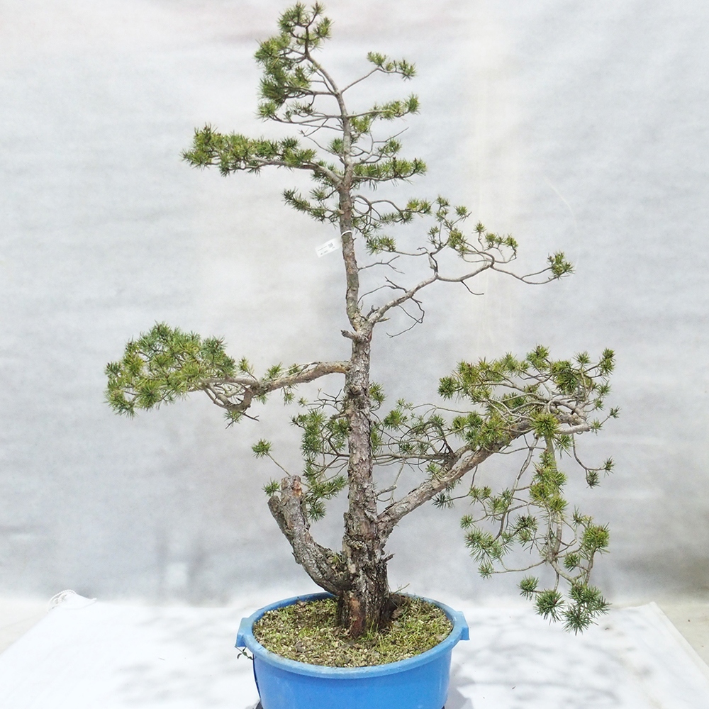 Yamadori - Pinus sylvestris 