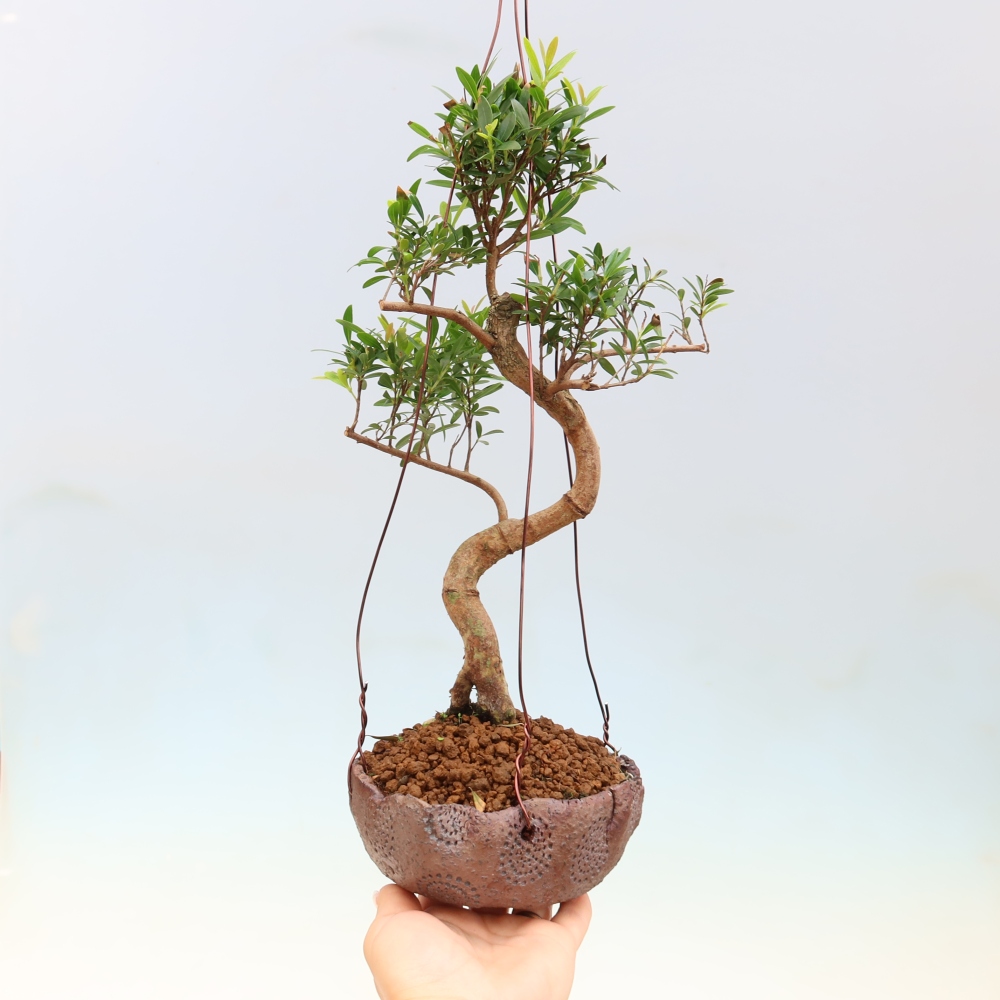 Kokedama in Keramik -Syzygium - Pimentbaum