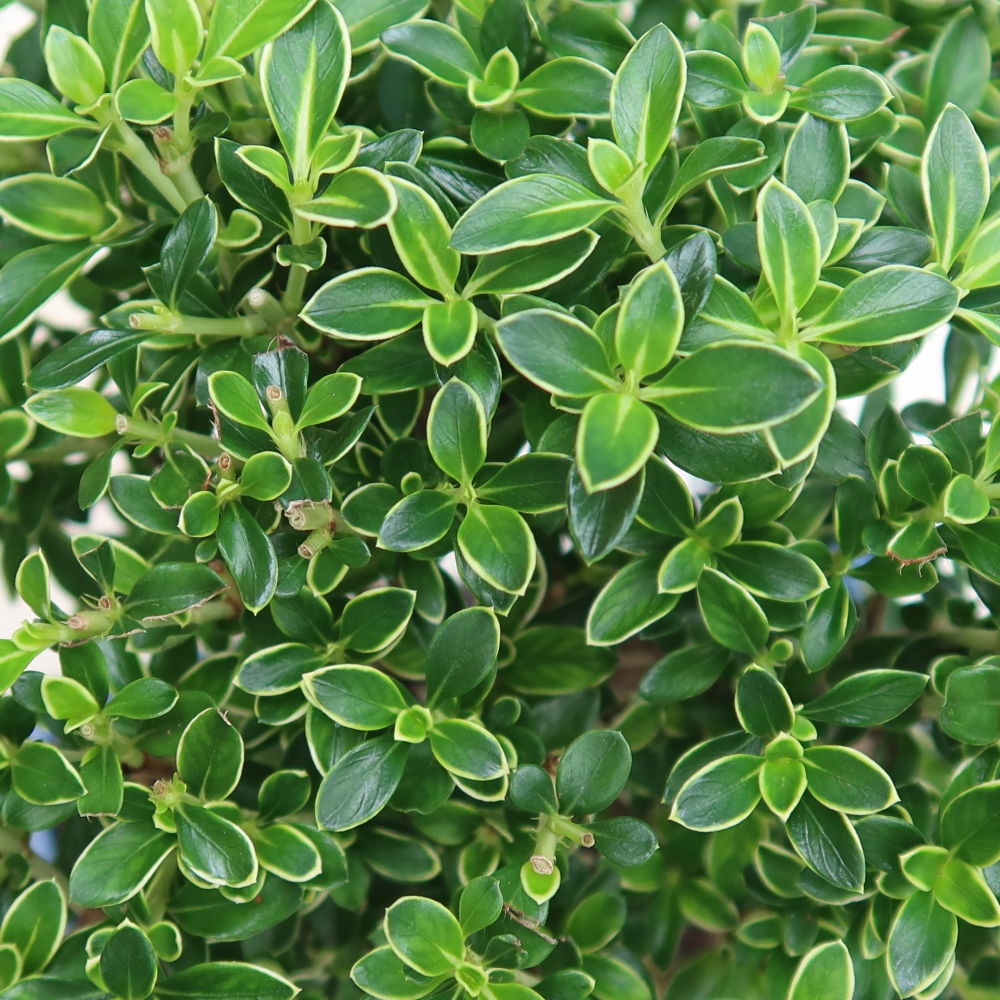 Zimmerbonsai - Serissa foetida Variegata - Baum der Tausend Sterne