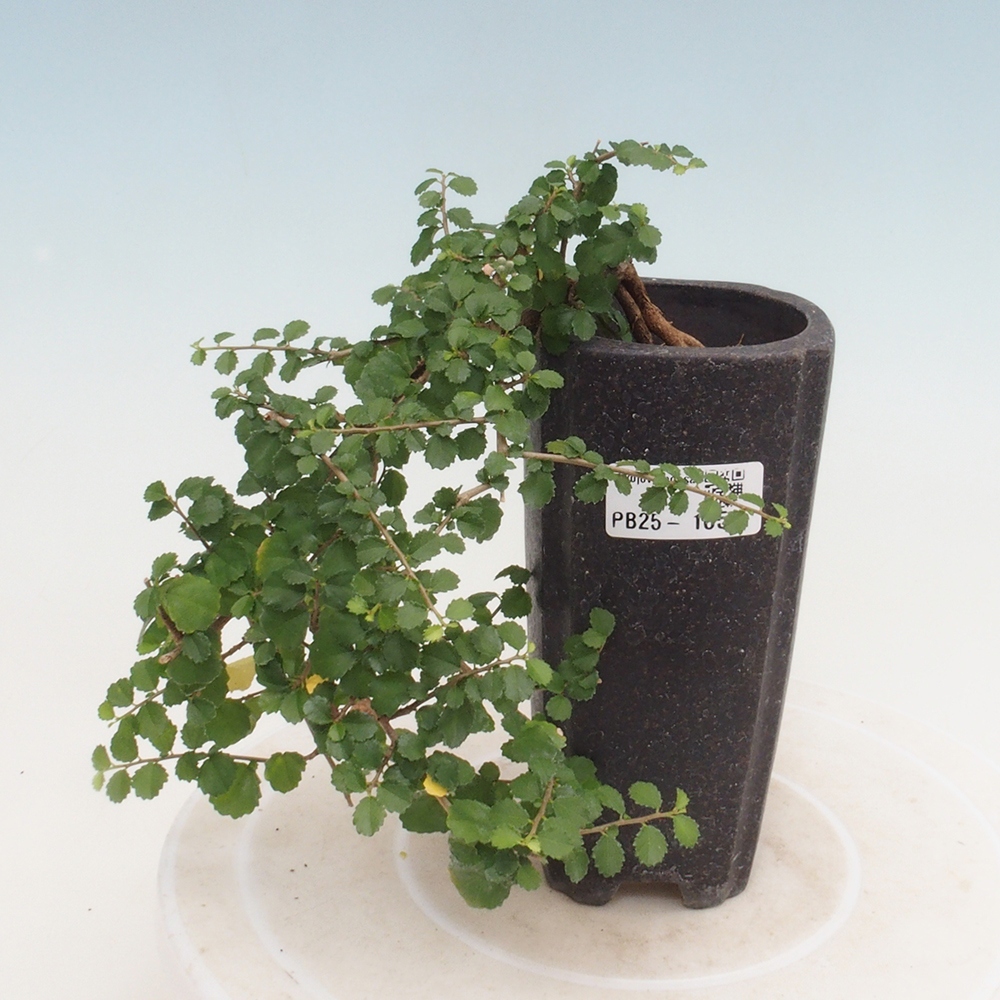 Zimmerbonsai - Grewia sp. - Kleinblättriges Grewie