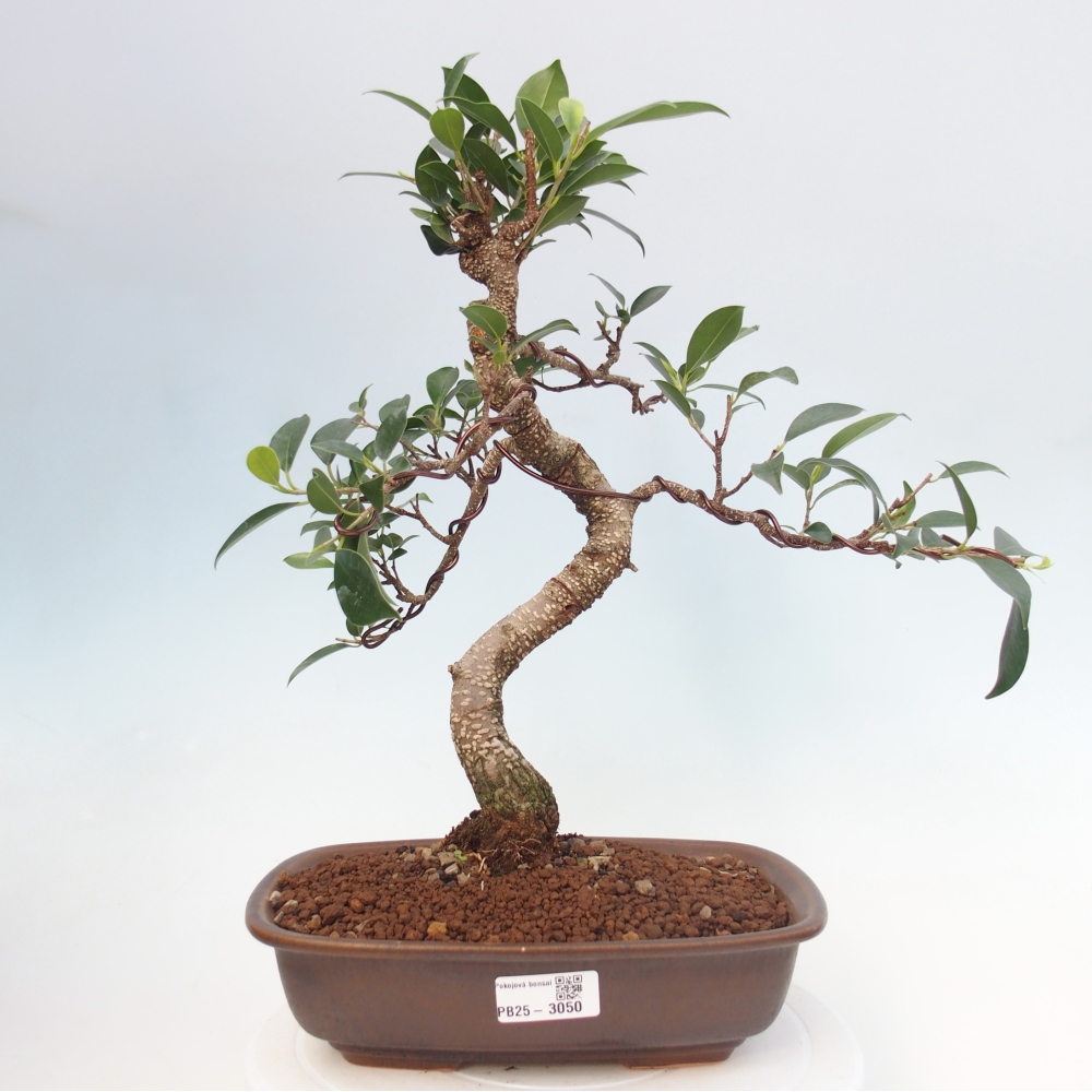 Indoor-Bonsai - Ficus kimmen - kleinblättriger Ficus