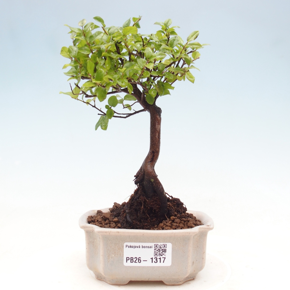 Zimmer Bonsai - Sageretia thea - Sageretia thea