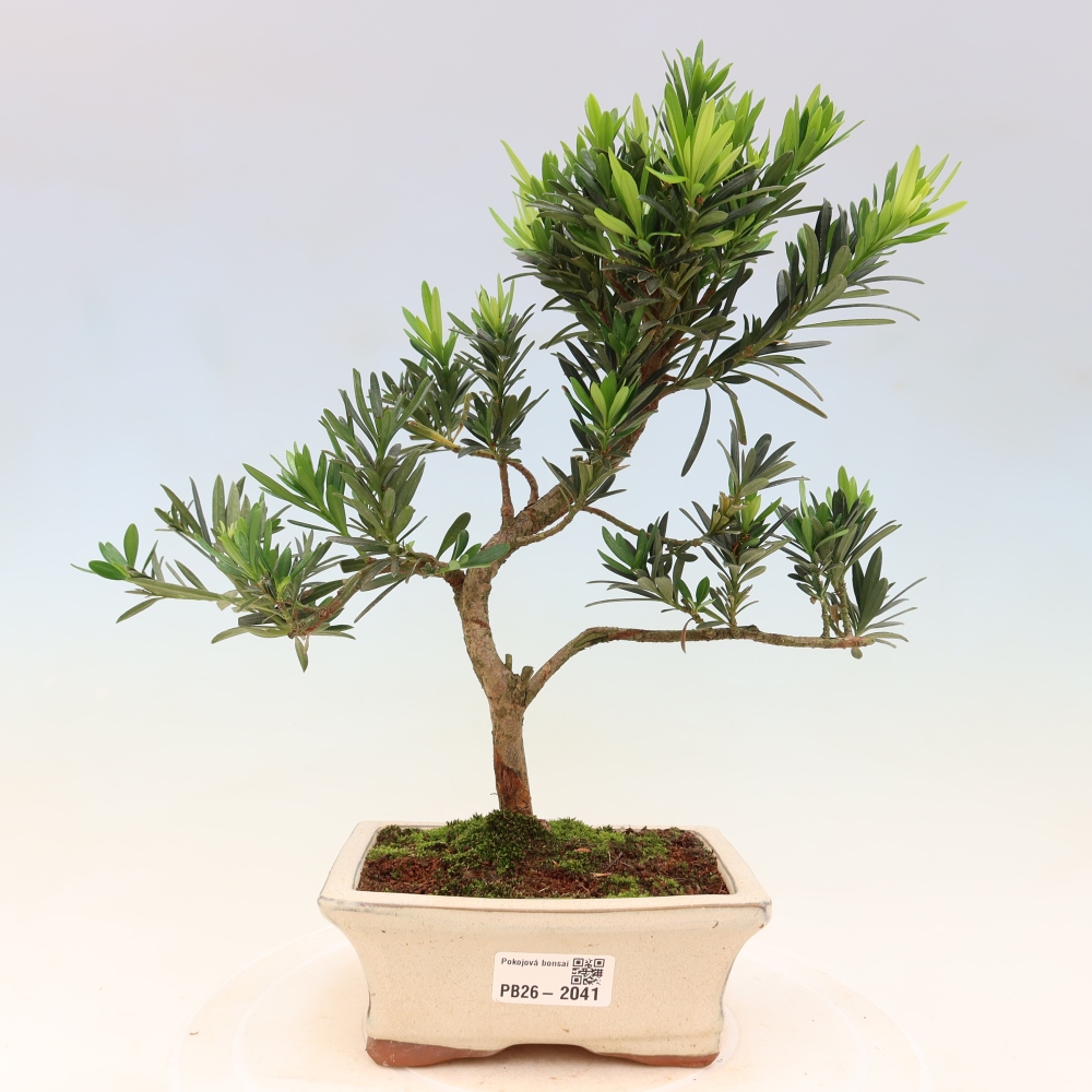 Zimmerbonsai - Podocarpus - Stein-Eibe