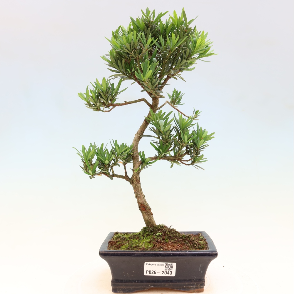 Zimmerbonsai - Podocarpus - Stein-Eibe