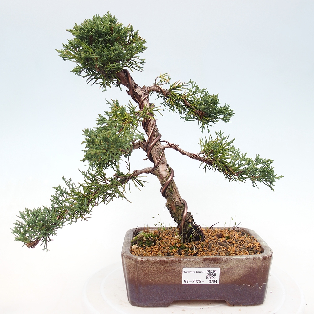 Bonsai für draußen - Juniperus chinensis Kishu