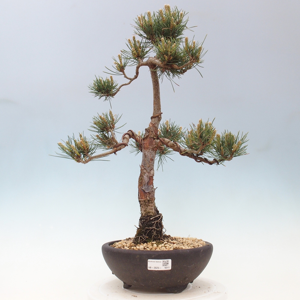 Bonsai im Freien - Pinus Sylvestris - Waldkiefer