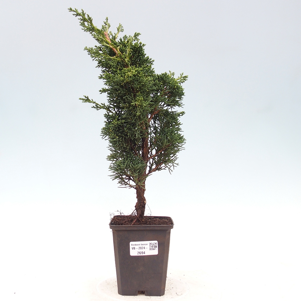 Outdoor-Bonsai - Juniperus chinensis Kishu - Chinesischer Wacholder