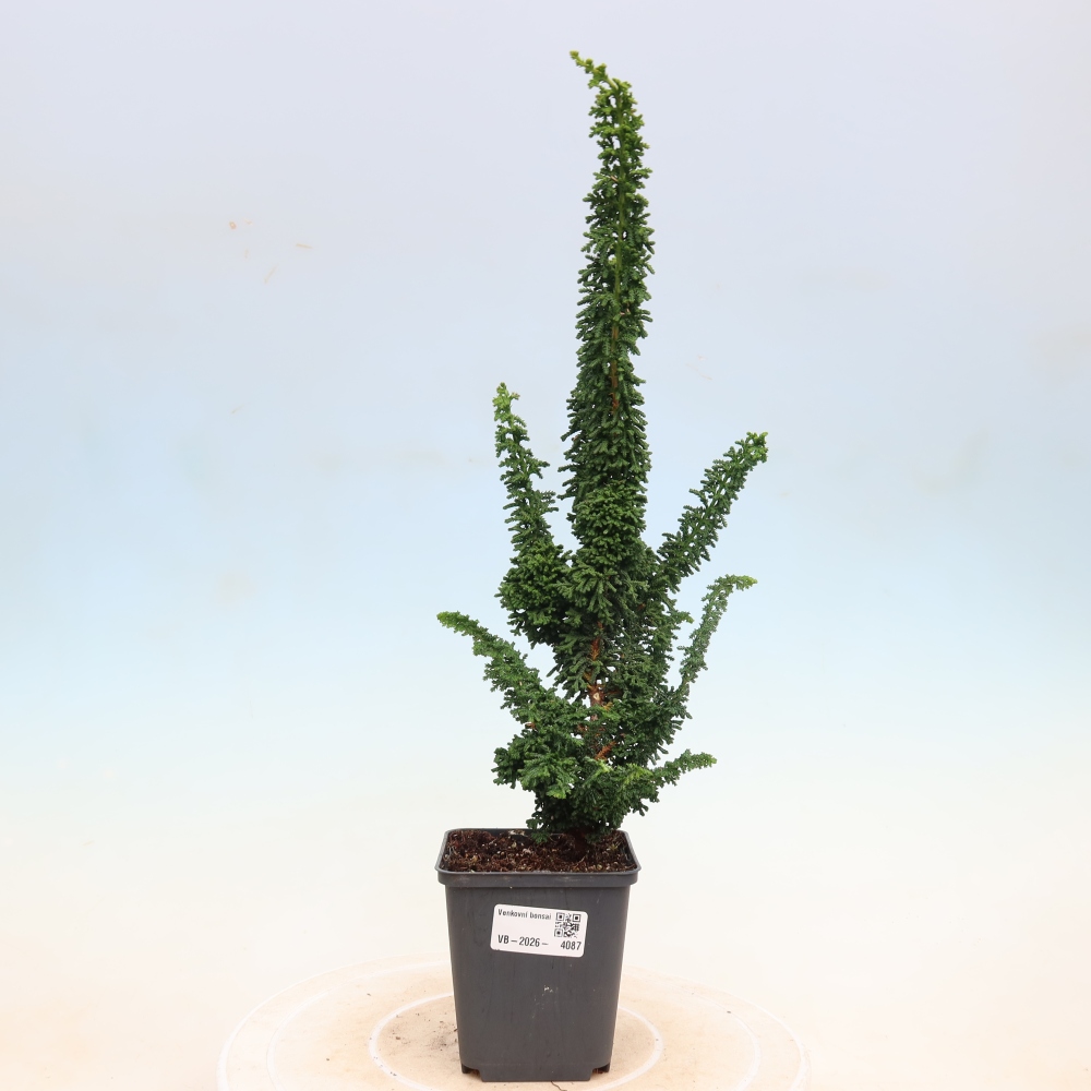 Bonsai für draußen - Cham. obtusa SEKKA HINOKI - Zypresse