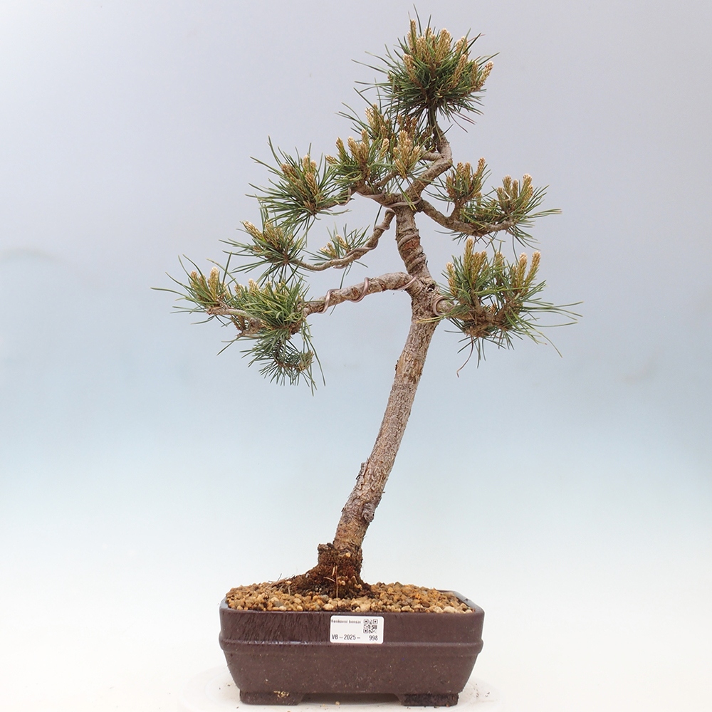 Bonsai im Freien - Pinus Sylvestris - Waldkiefer