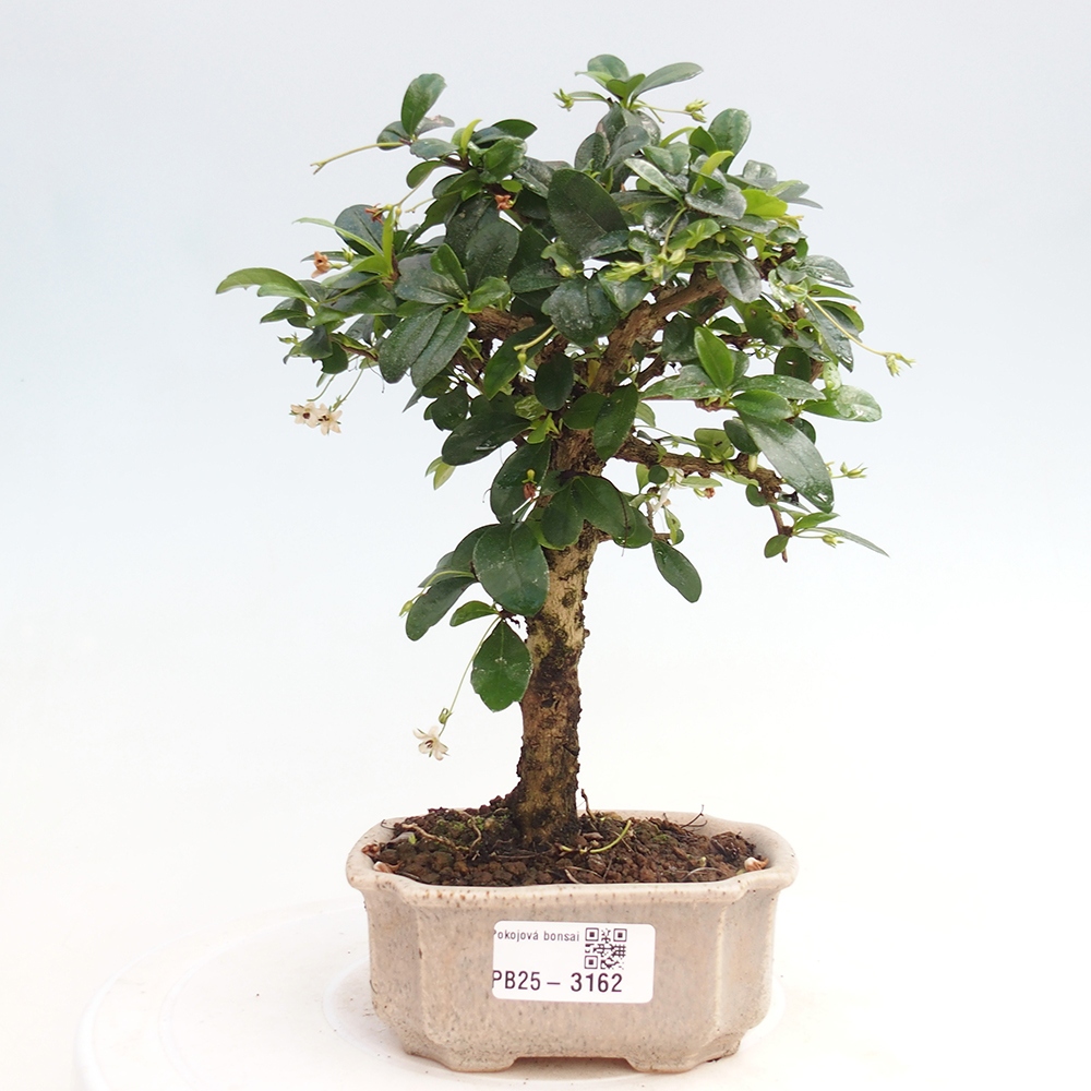 Zimmerbonsai - Carmona Macrophylla - Fuki-Tee