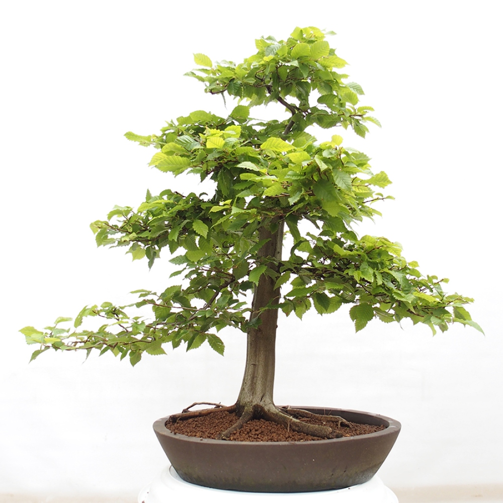 Bonsai im Freien - Hainbuche - Carpinus betulus