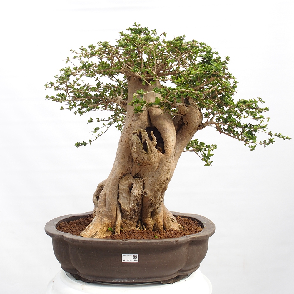 Zimmerbonsai - Premna serratifolia - Kozlovon kleinblättrig