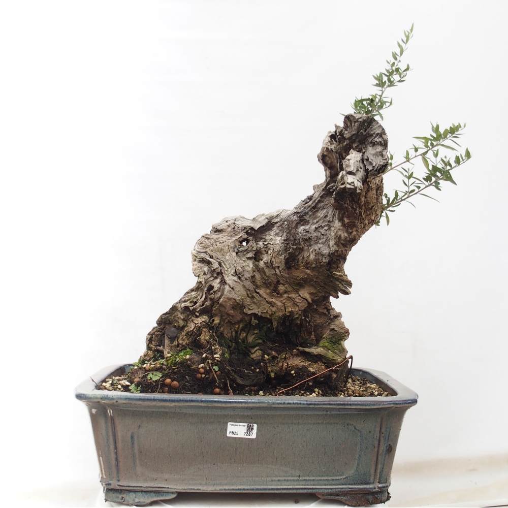 Indoor-Bonsai - Olea europaea sylvestris - Europäisches kleinblättriges Olivenöl