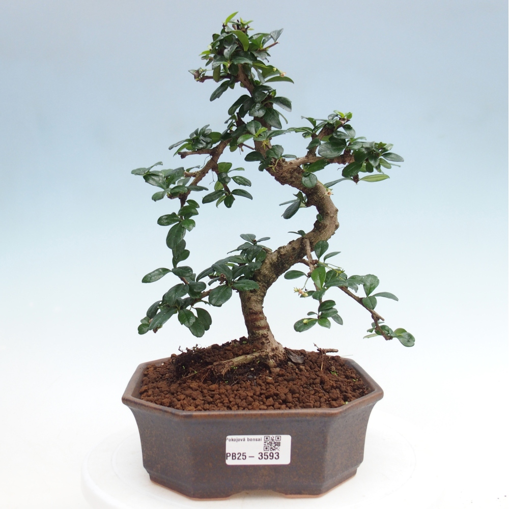 Zimmer-Bonsai - Carmona macrophylla - Tee-Fuki