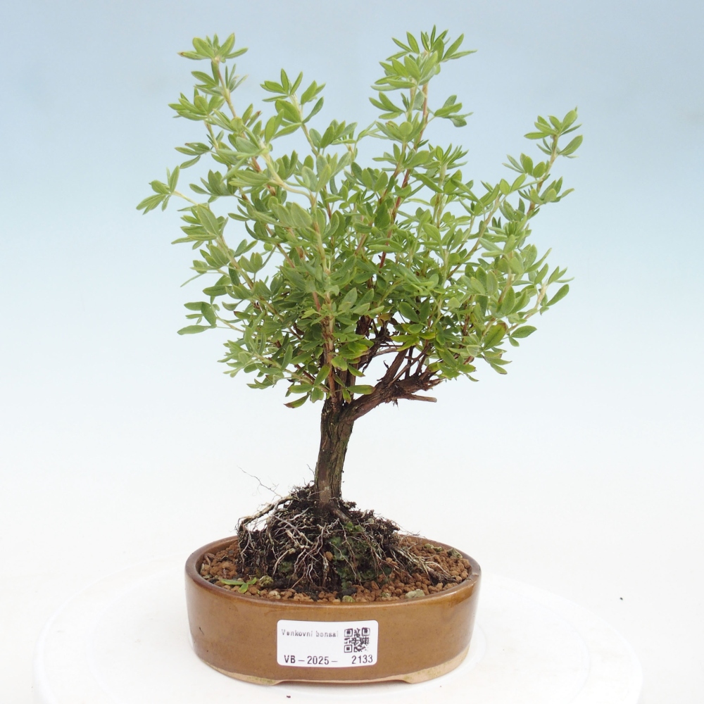 Outdoor-Bonsai-Fingerkraut - Potentila fruticosa gelber Vogel