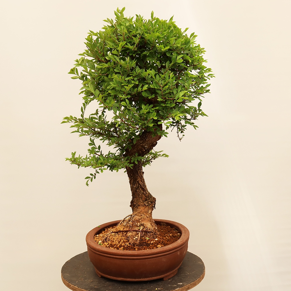 Bonsai im Freien - Zelkova - Zelkova NIRE
