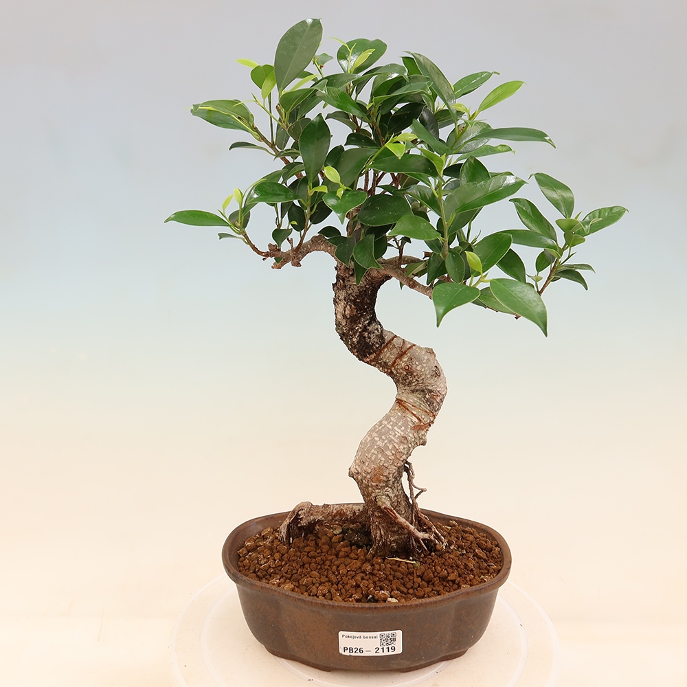Zimmerbonsai - Ficus retusa - Kleinblättriger Ficus
