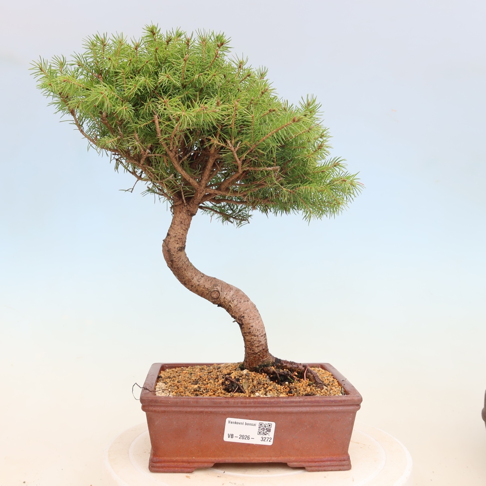 Bonsai für draußen - Fichte - Picea glauca globe