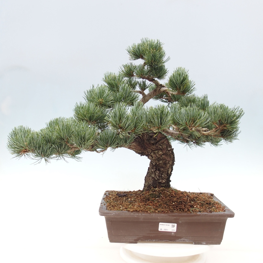 Bonsai im Freien - Pinus parviflora - kleine Kiefer